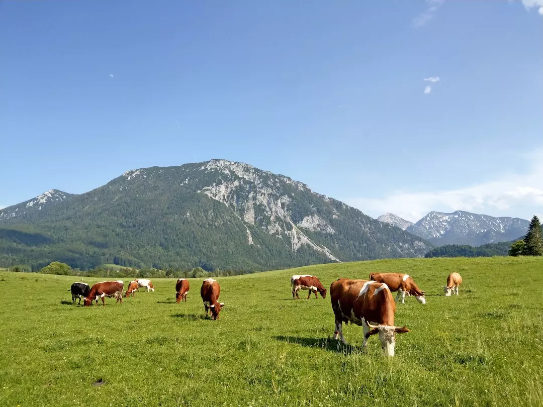 bayerische_und_salzburger_alpen_kuehe_almwiese