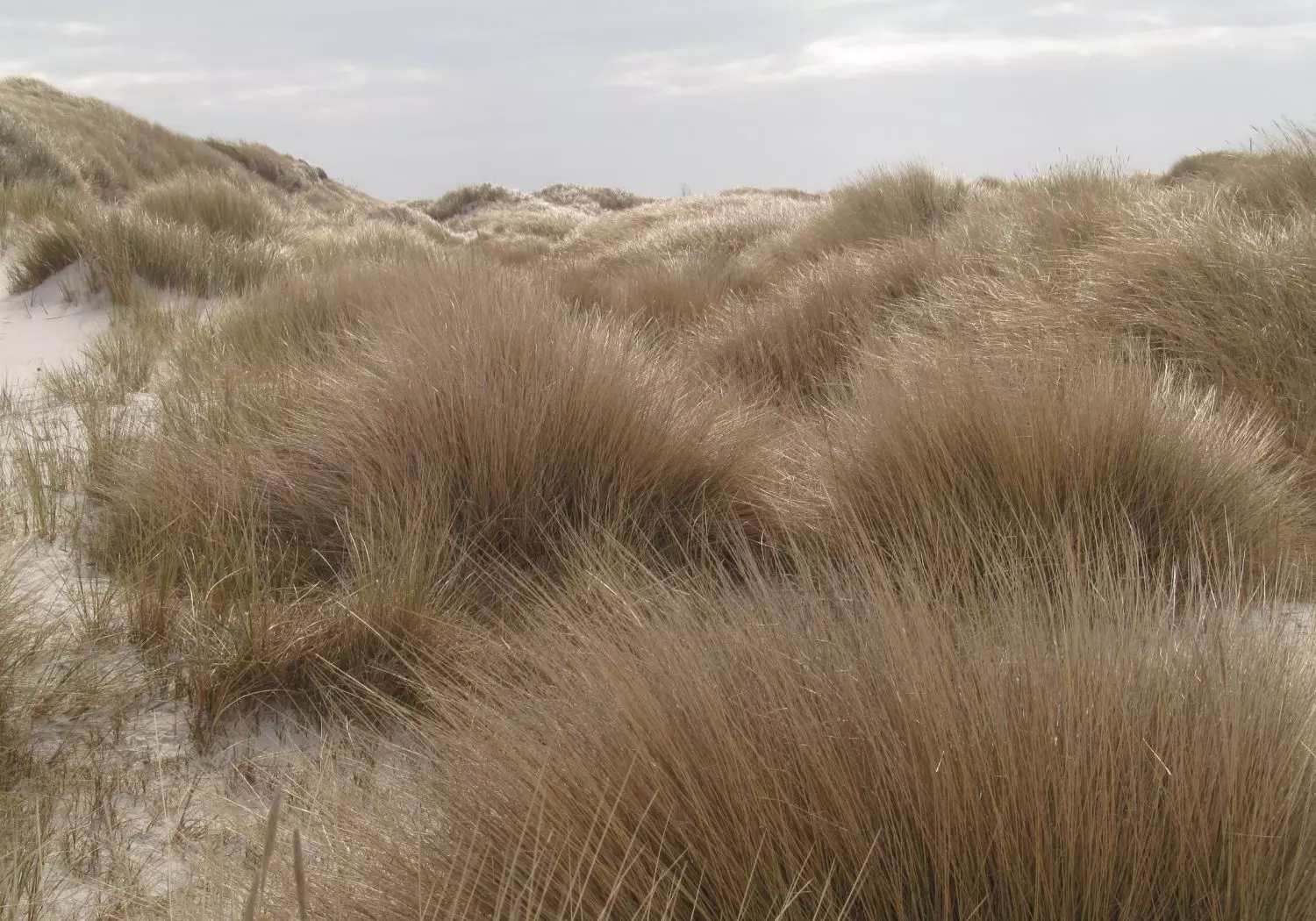 Dünen auf Insel Bornholm in Dänemark