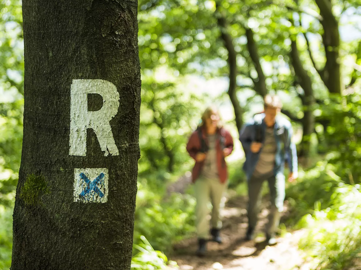 Rennsteig Zeichen am Baum (c) Thüringer Tourismus GmbH