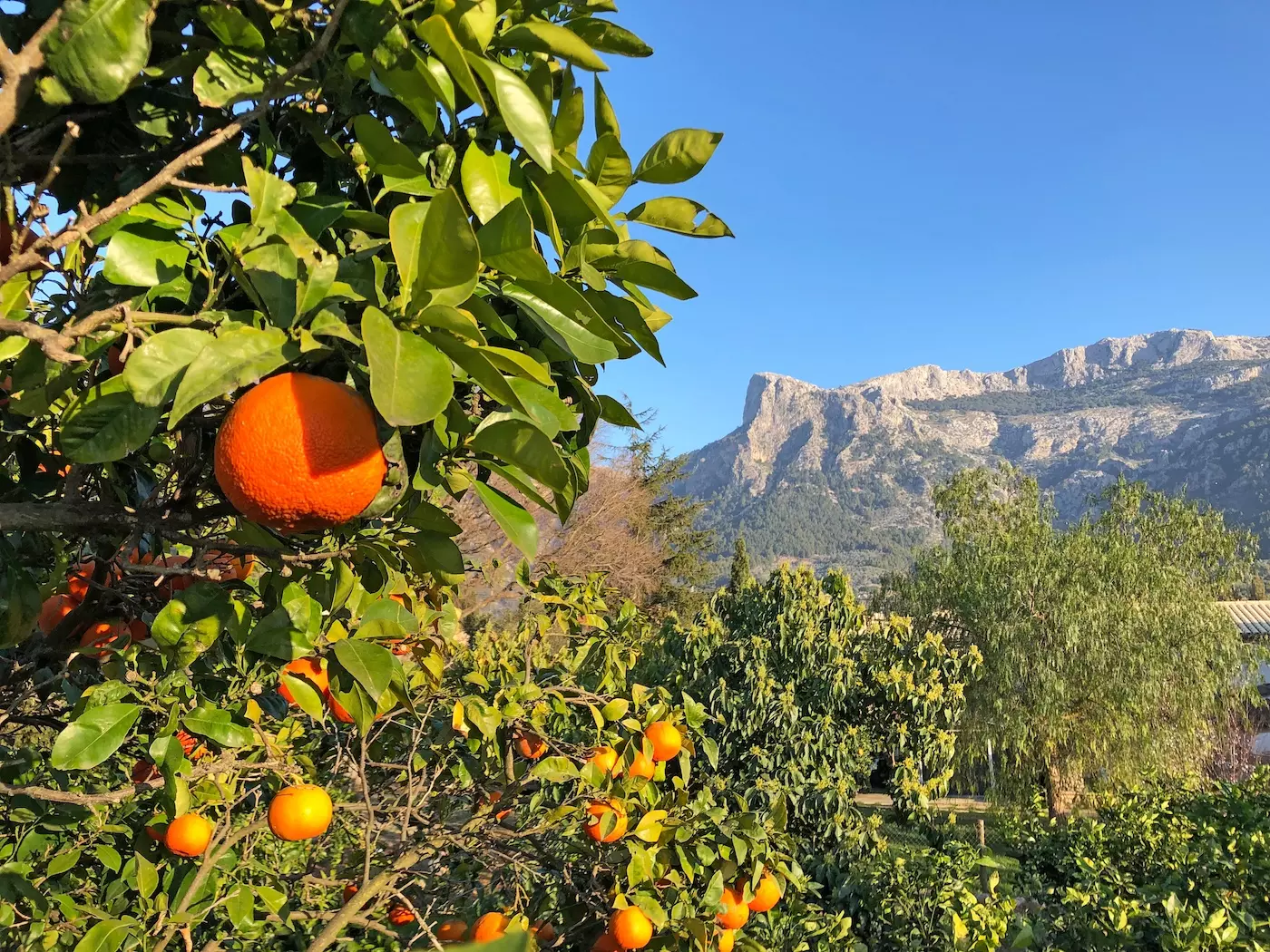 wanderreisen_mallorca_orangen_trans_tramuntana_gebirge