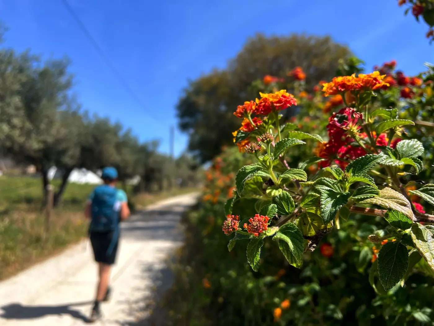 wanderreisen_portugal_kuestenwandern_algarve_blumen_wanderer_im_hintergrund