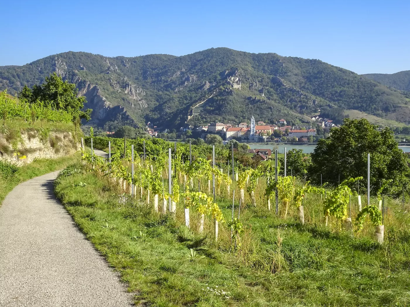 wanderreisen_welterbesteig_wachau_duernstein_wein