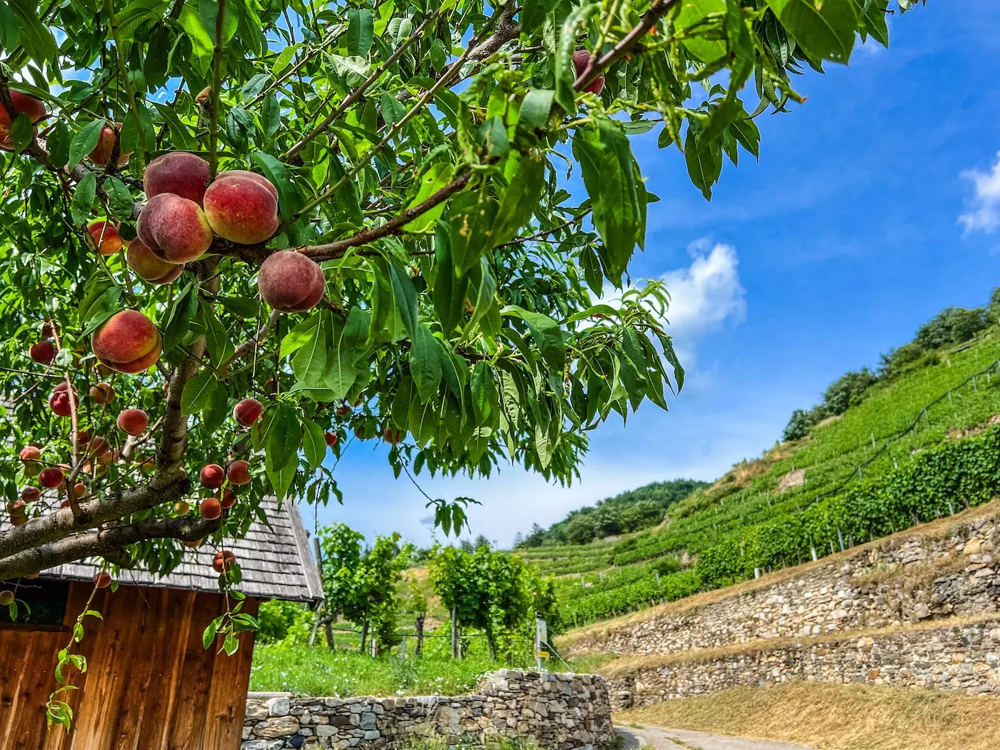 wanderreisen_welterbesteig_wachau_weissenkirchen_spitz_weinberg_pfirsiche