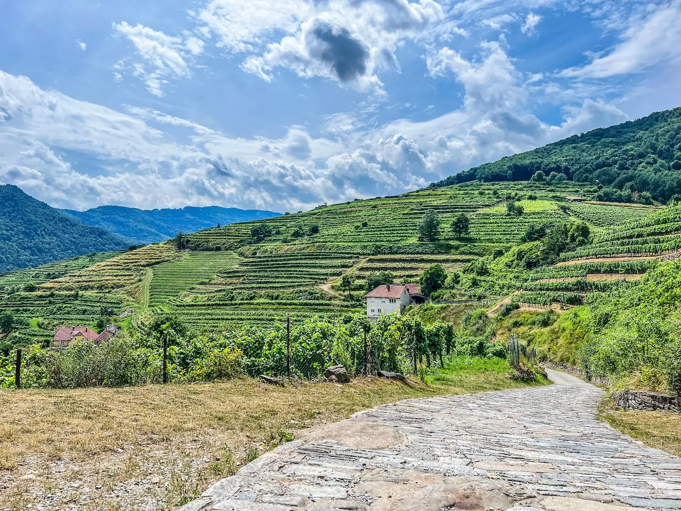 wanderreisen_welterbesteig_wachau_weissenkirchen_spitz_weinberge