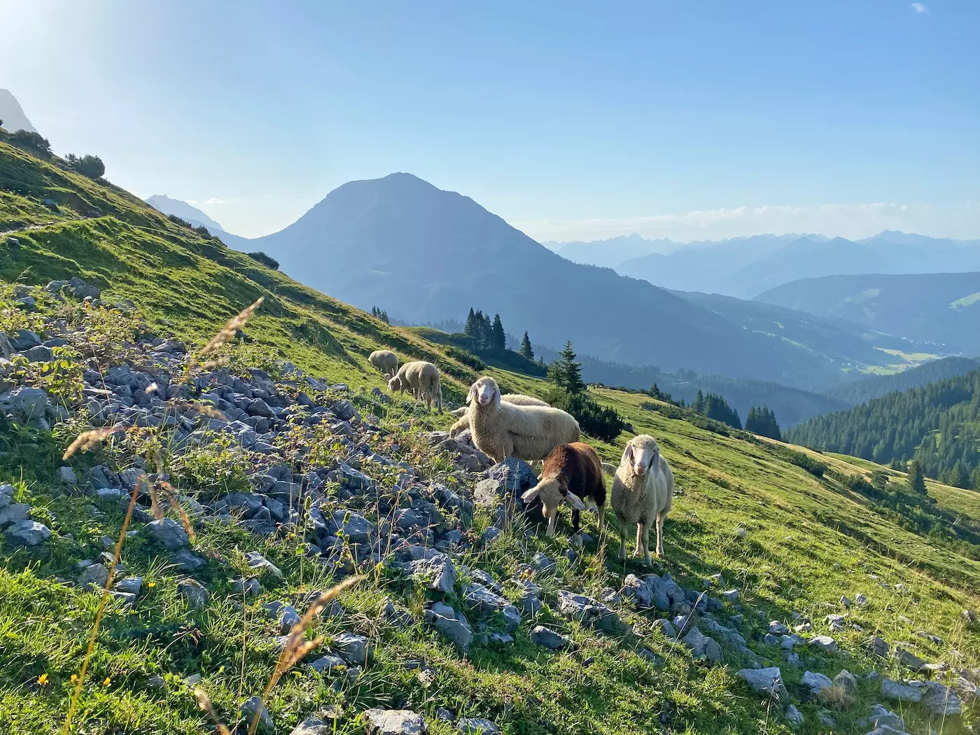 wanderreisen_zehn_seen_salzkammergut_schafe_am_wanderweg