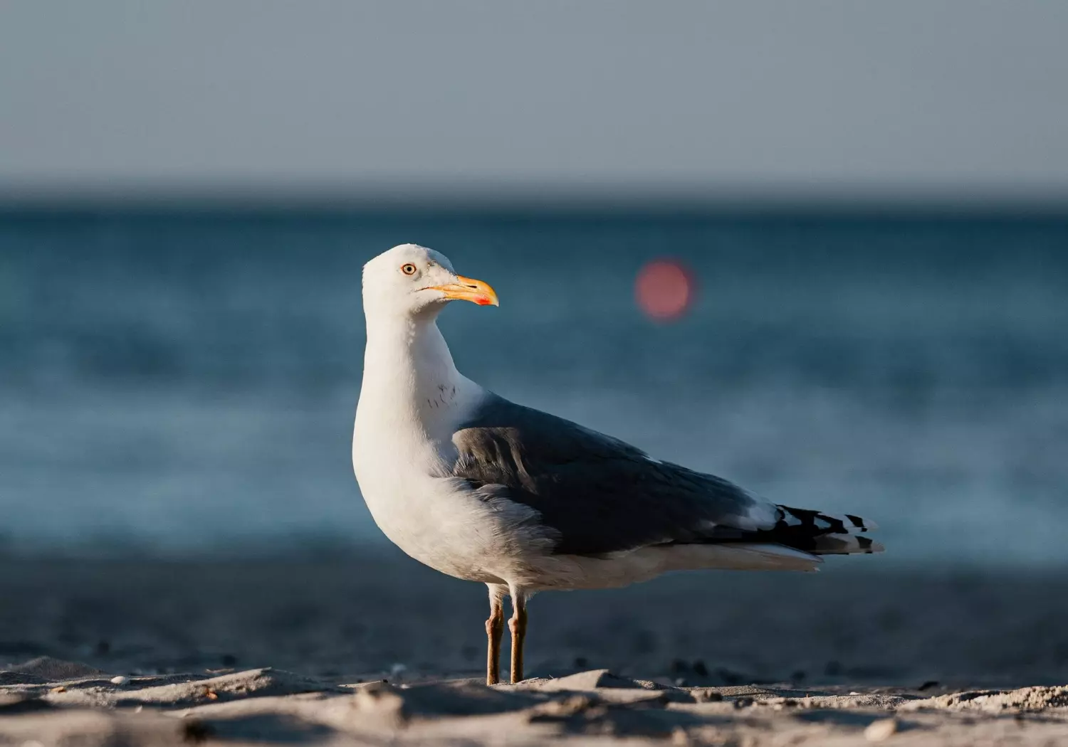 Seemöwe auf Rügen