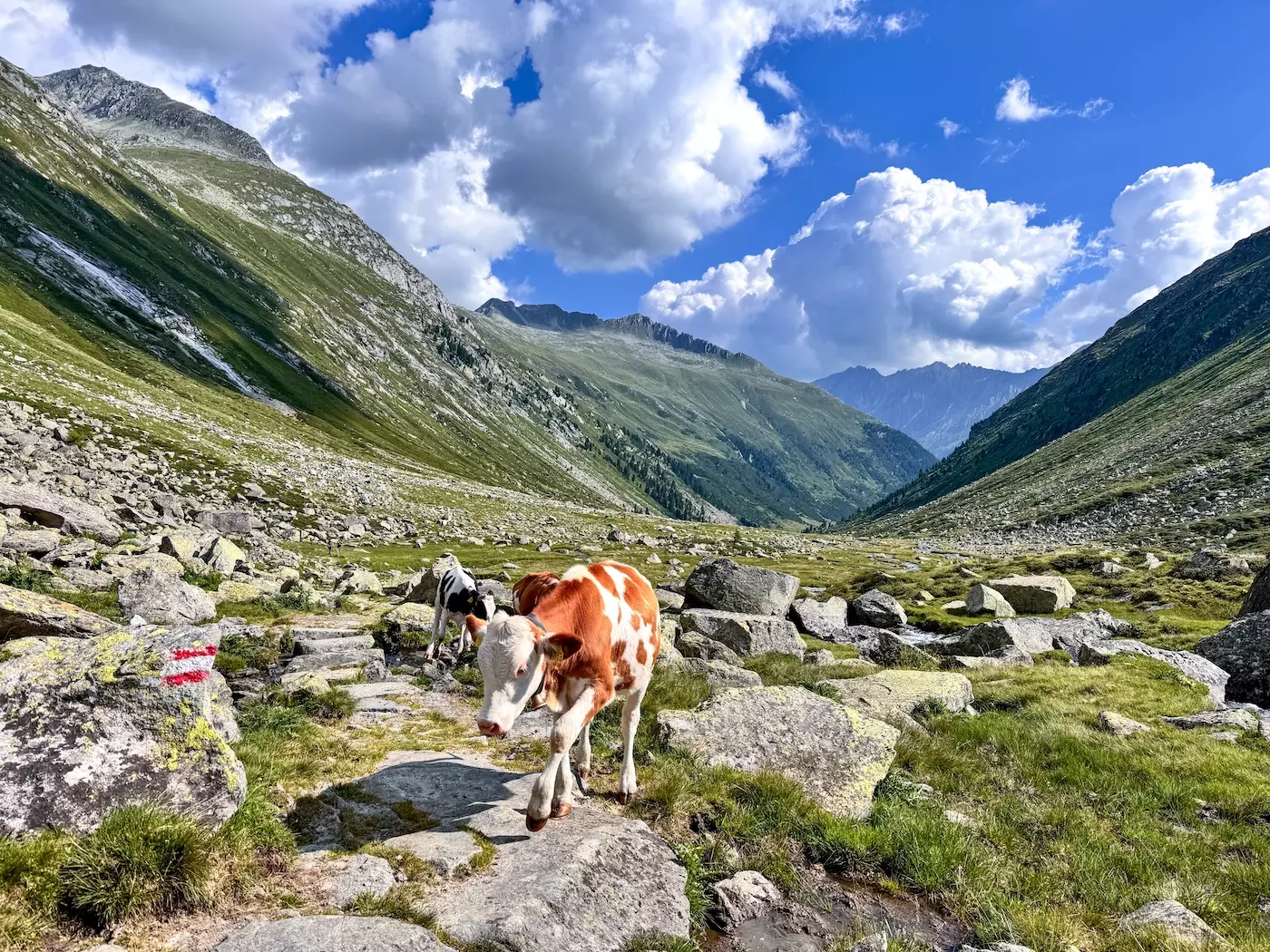 wanderreisen_hohe_tauern_huettentour_krimmler_achental_alm_kuh