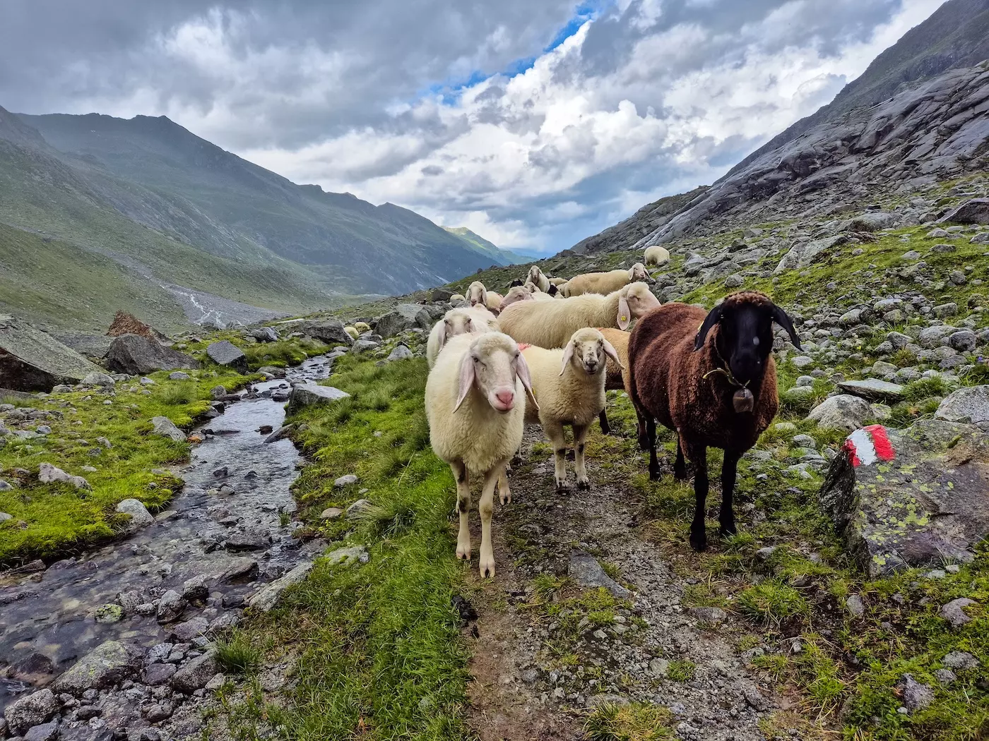 wanderreisen_hohe_tauern_huettentour_neukirchen_schafherde