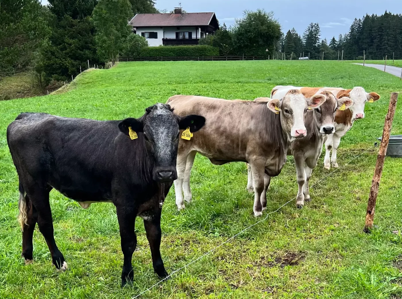Neugierige_Kühe